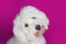 PORTRAIT CUTE WHITE MALTESE DOG TILTING ITS HEAD ON PINK BACKGRO Royalty Free Stock Images