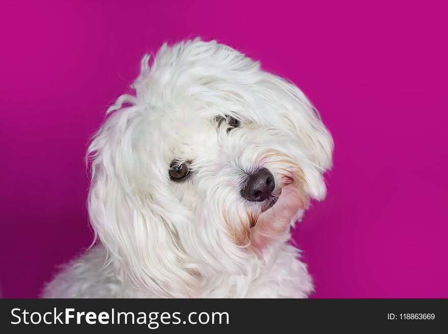 PORTRAIT CUTE WHITE MALTESE DOG TILTING ITS HEAD ON PINK BACKGROUND