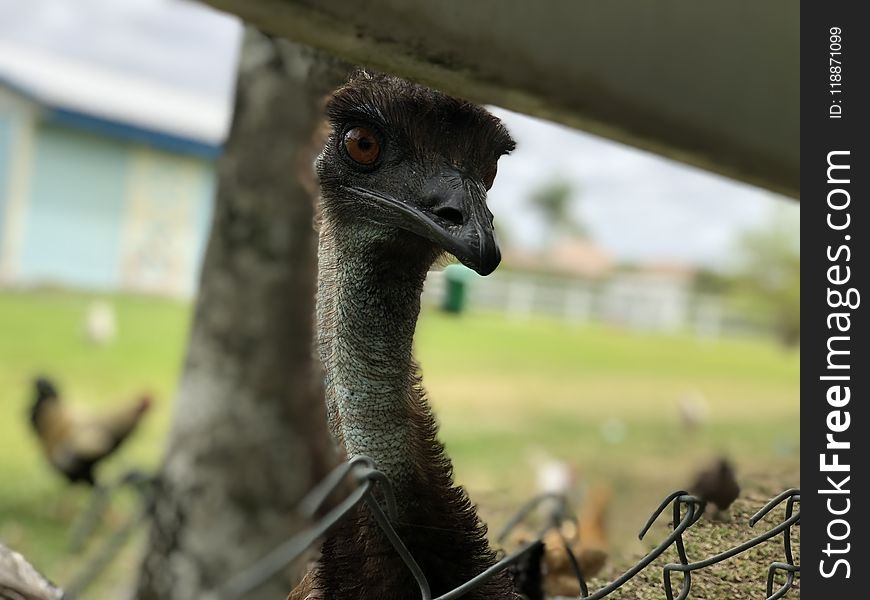 Ostrich, Emu, Ratite, Bird