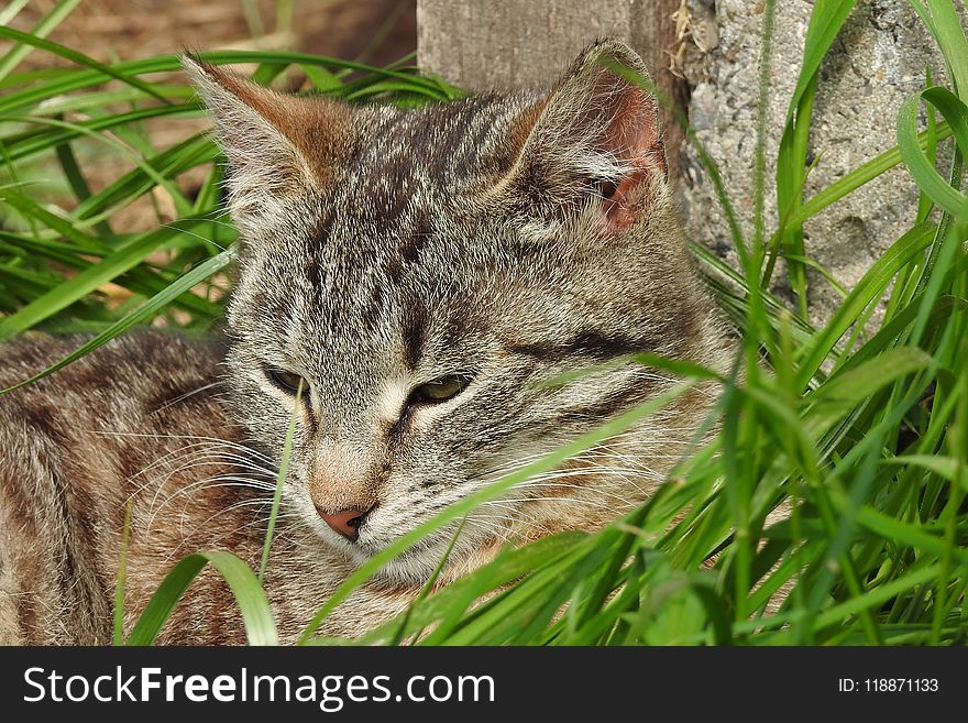 Cat, Green, Fauna, Mammal