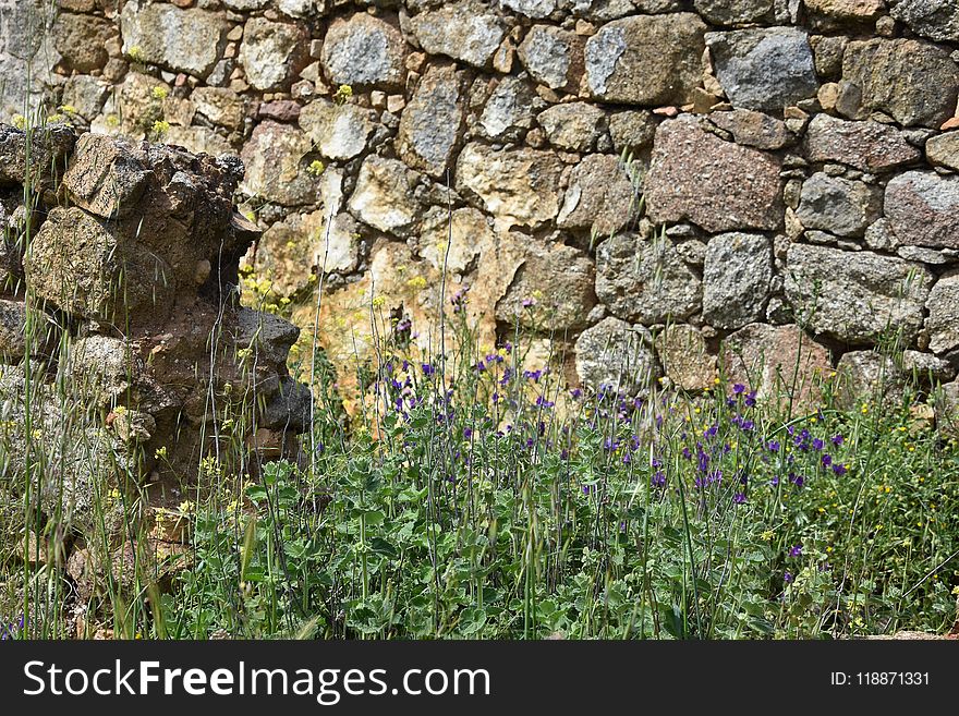 Flower, Plant, Stone Wall, Wall