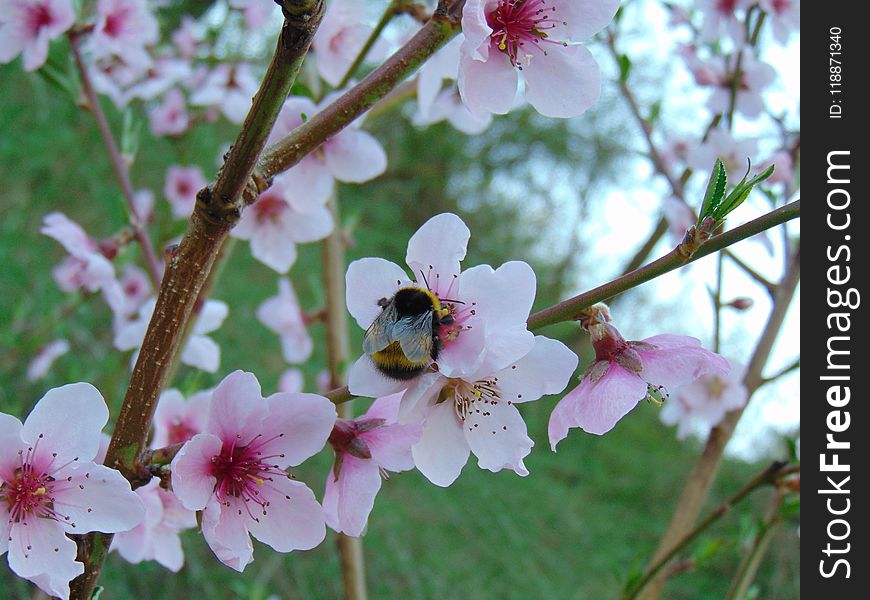 Flower, Blossom, Spring, Flora