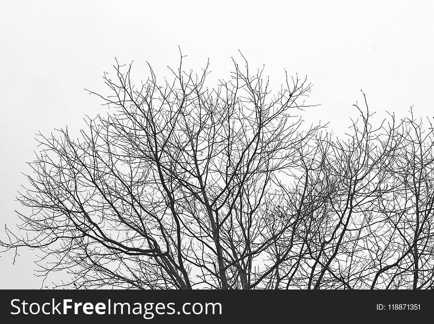 Branch, Tree, Black And White, Sky