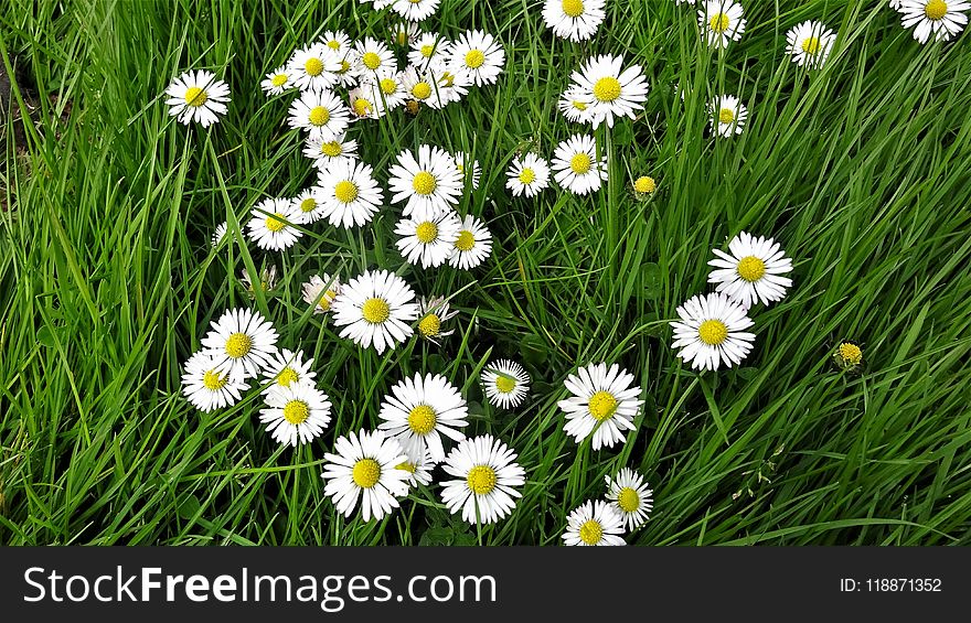 Flower, Oxeye Daisy, Grass, Plant