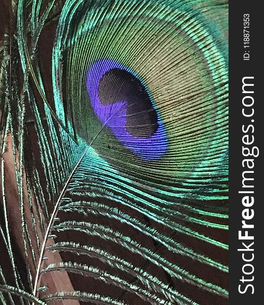 Feather, Peafowl, Close Up, Organism