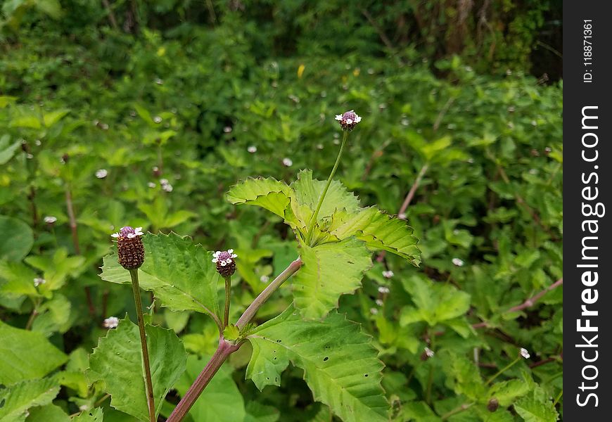 Plant, Flora, Flower, Flowering Plant