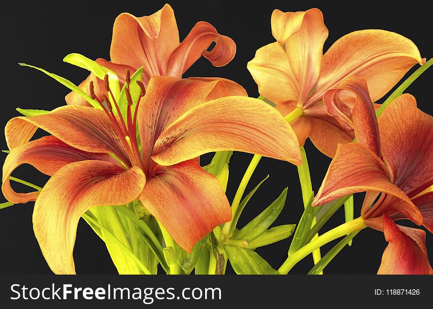 Flower, Lily, Plant, Yellow