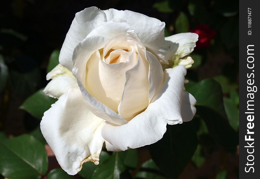 Rose, Flower, Rose Family, White