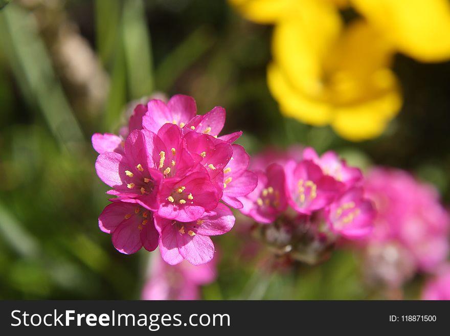 Flower, Pink, Flora, Wildflower