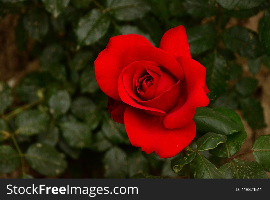 Rose, Flower, Rose Family, Red
