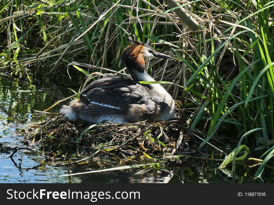 Bird, Duck, Fauna, Ecosystem