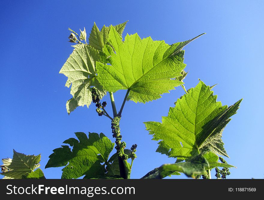 Leaf, Plant, Grape Leaves, Grapevine Family