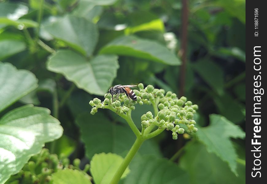 Insect, Herb, Parsley Family, Plant