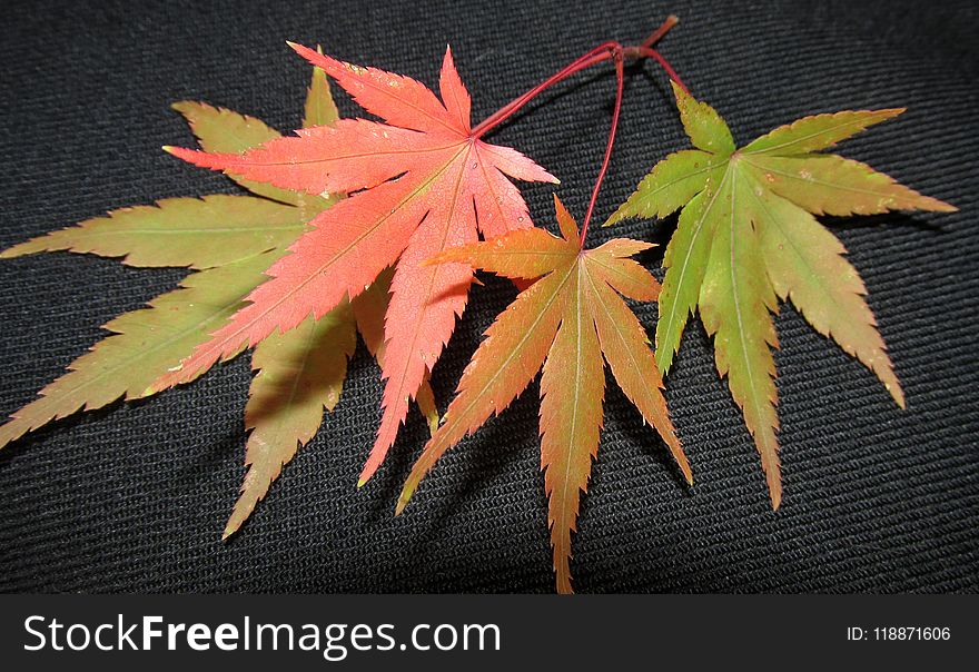 Leaf, Plant, Maple Leaf, Tree