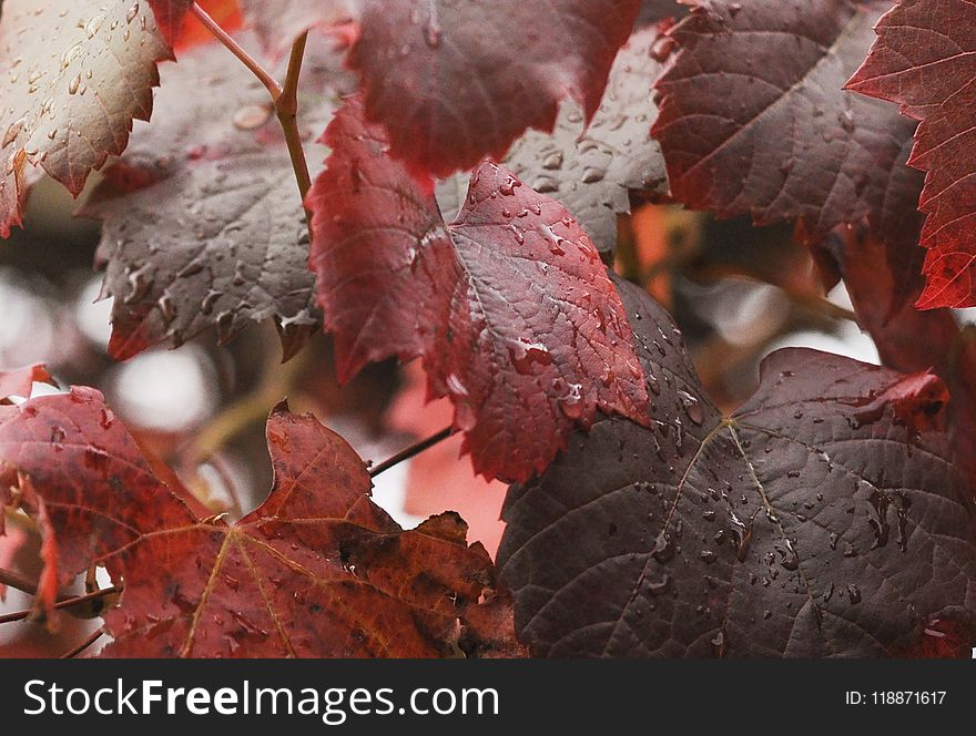 Leaf, Autumn, Maple Leaf, Branch