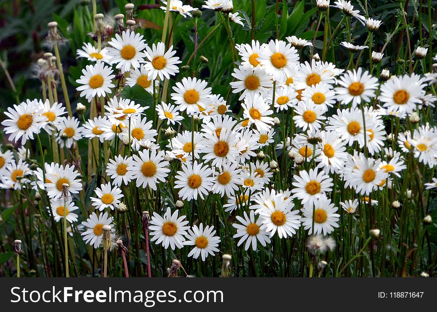 Flower, Plant, Oxeye Daisy, Flora