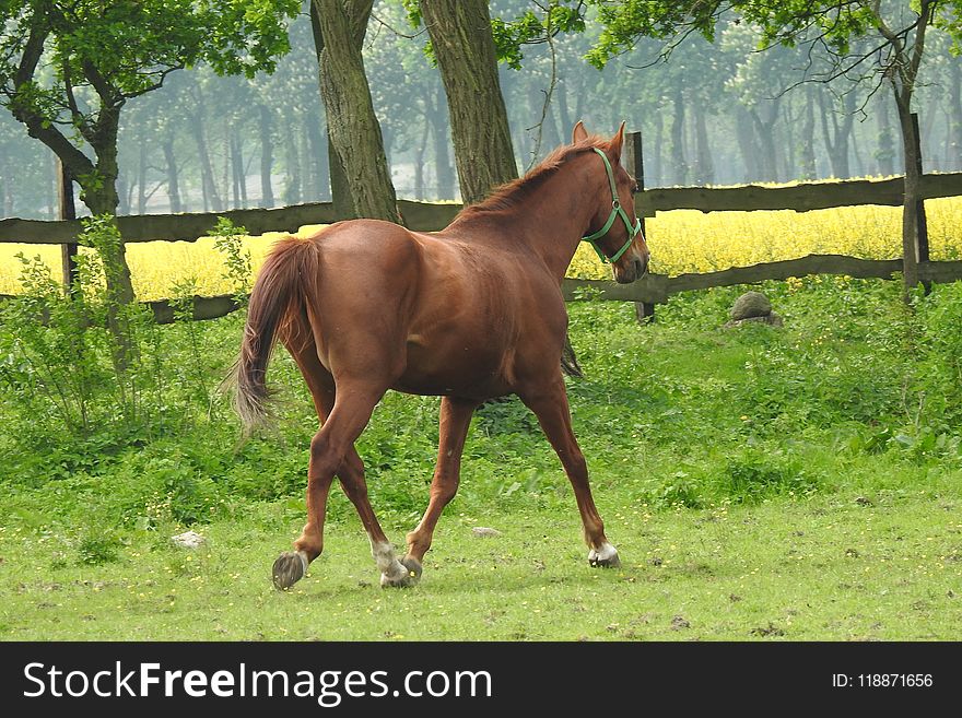 Horse, Pasture, Mare, Stallion