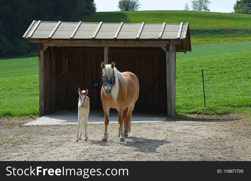 Horse, Mare, Pasture, Foal