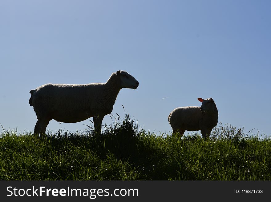 Sheep, Grassland, Pasture, Grazing