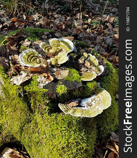 Fungus, Non Vascular Land Plant, Medicinal Mushroom, Plant