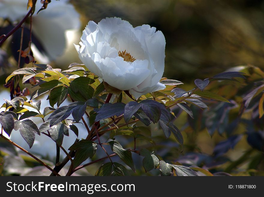 Plant, Flower, Flora, Spring