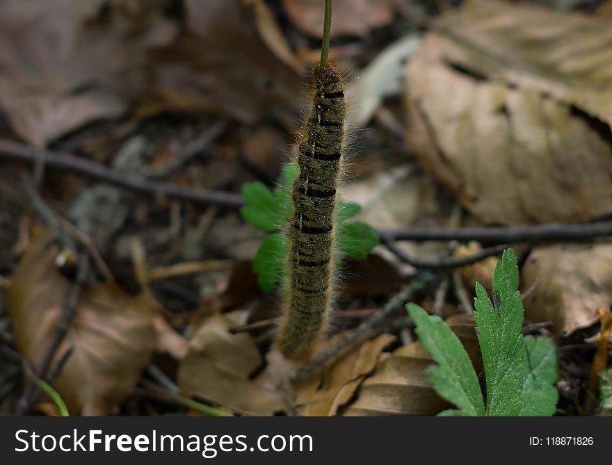 Flora, Leaf, Larva, Caterpillar