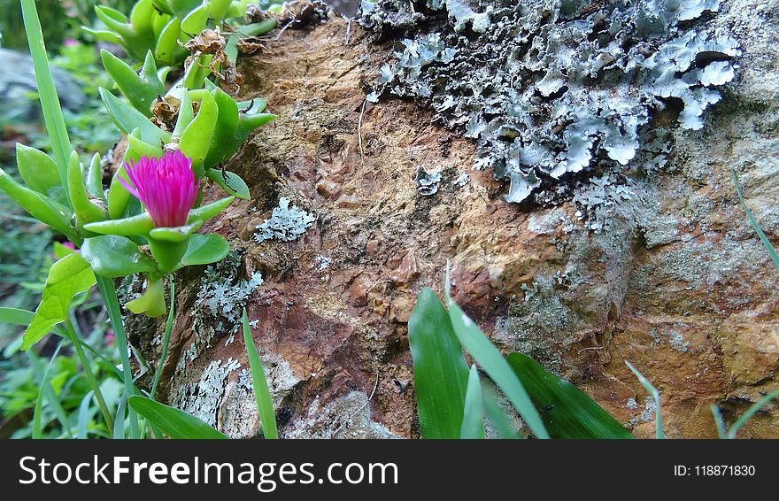 Plant, Flora, Vegetation, Flower