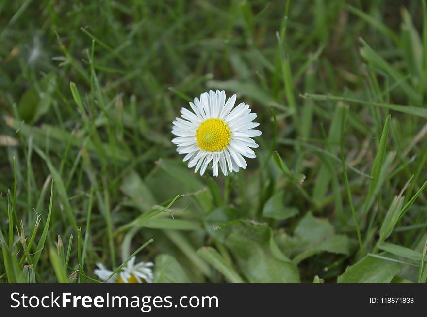 Flower, Plant, Flora, Daisy