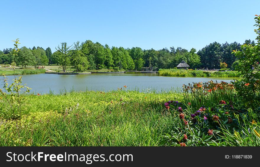 Vegetation, Nature, Nature Reserve, Lake