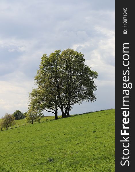 Tree, Grassland, Sky, Pasture