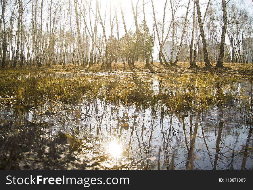 Reflection, Swamp, Water, Wetland