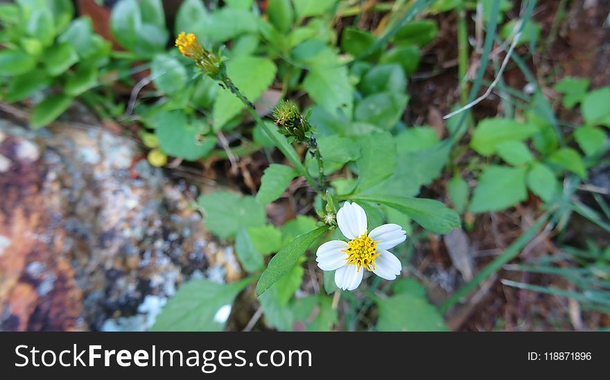 Plant, Flora, Flower, Flowering Plant