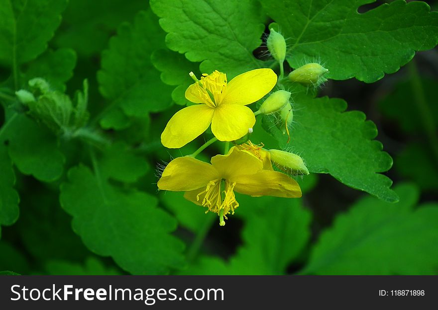 Flower, Flora, Chelidonium, Plant