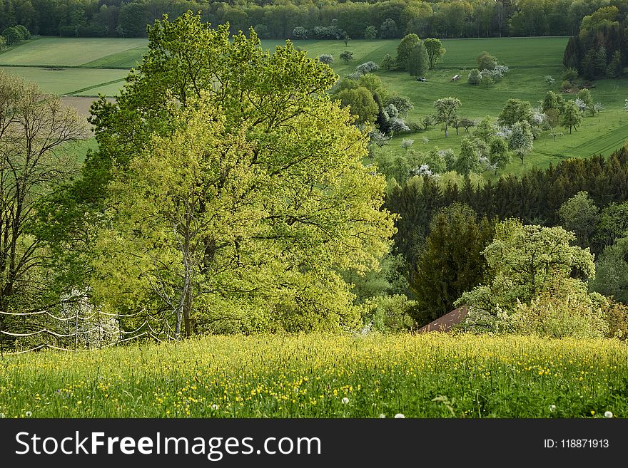 Land Lot, Grass, Meadow, Tree