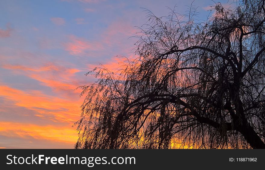 Sky, Tree, Branch, Dawn