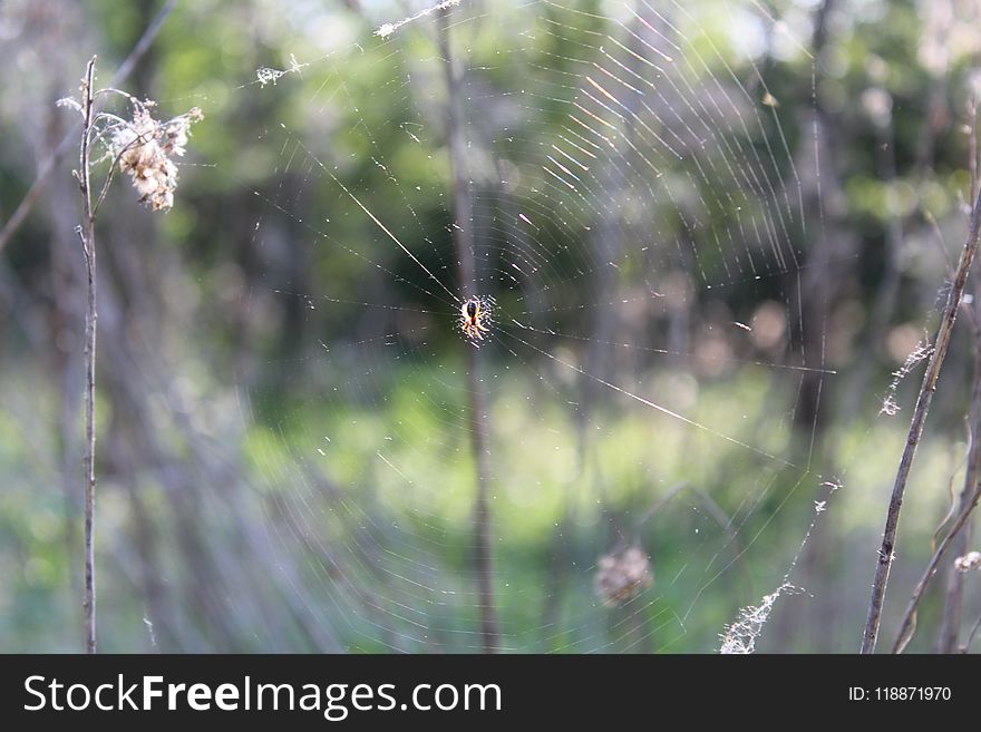Spider Web, Vegetation, Water, Grass