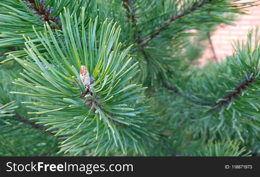 Pine Family, Tree, Pine, Conifer