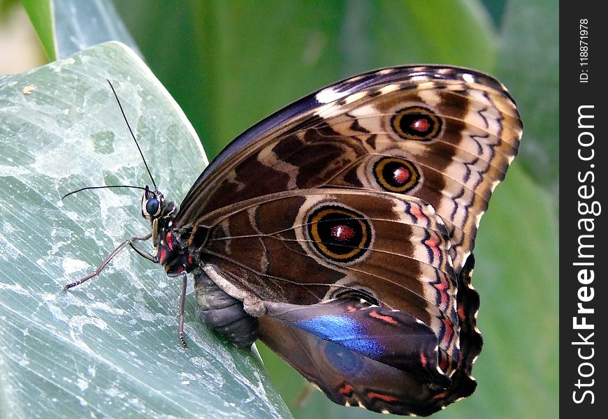 Butterfly, Moths And Butterflies, Insect, Invertebrate