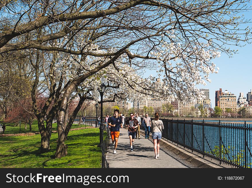 Plant, Tree, Flower, Spring