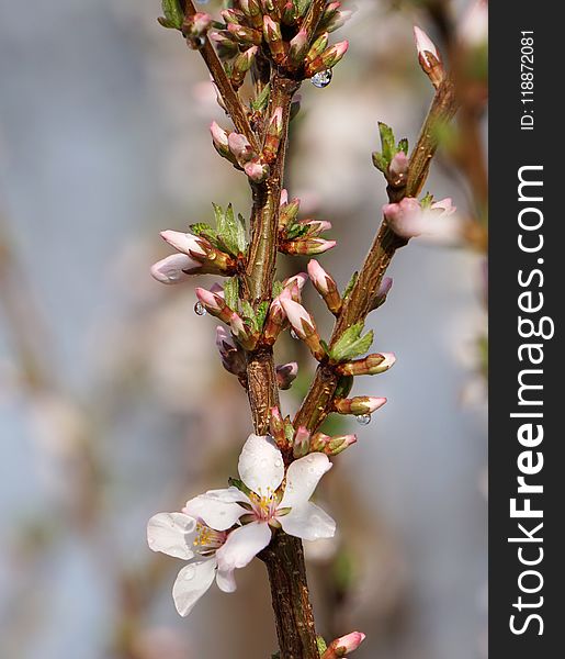 Branch, Flora, Blossom, Spring