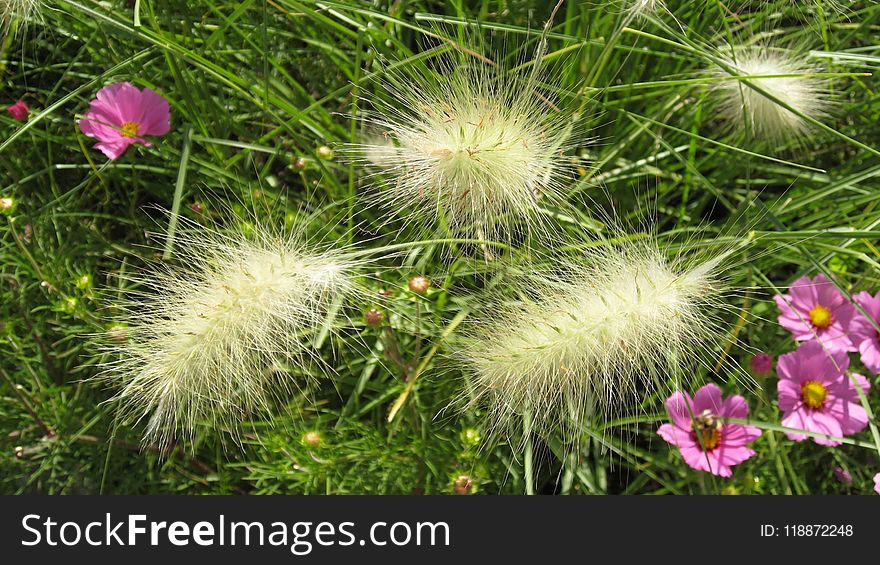 Plant, Flower, Flora, Grass