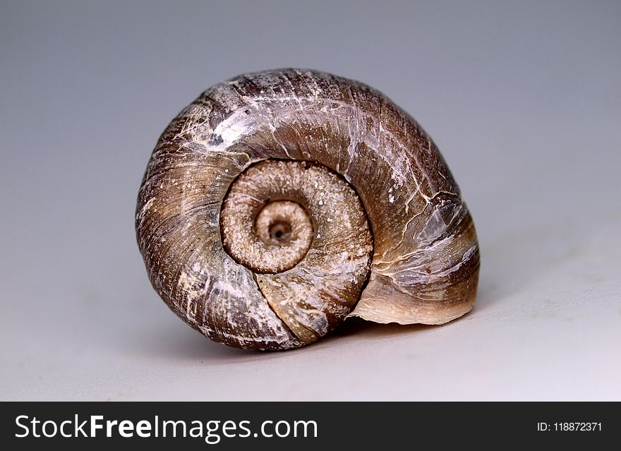 Snail, Snails And Slugs, Nautilida, Molluscs