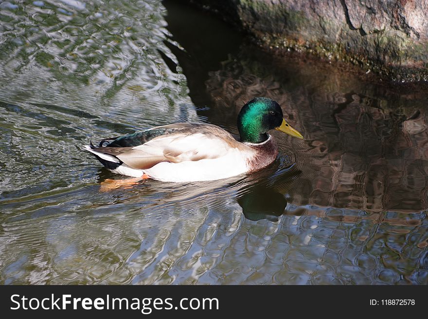 Bird, Duck, Water, Mallard