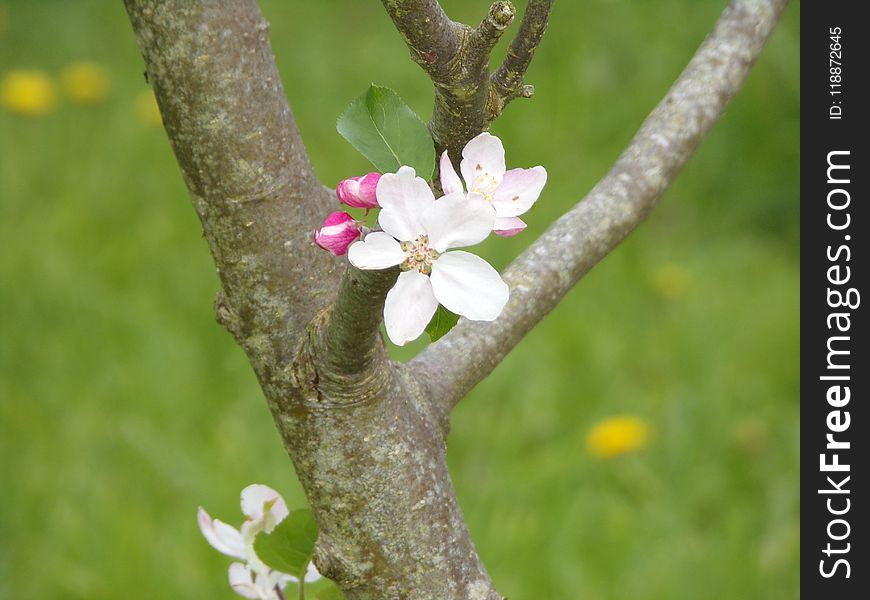 Branch, Flora, Blossom, Spring