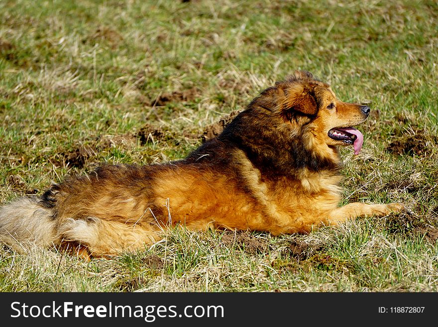 Dog, Dog Breed, Dog Breed Group, Dog Like Mammal