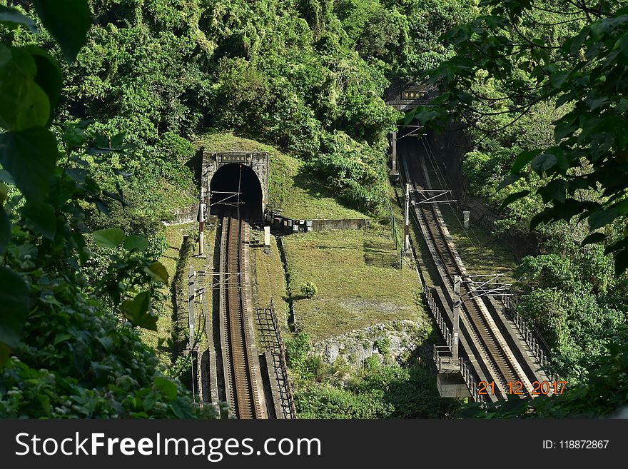 Track, Vegetation, Nature Reserve, Tree