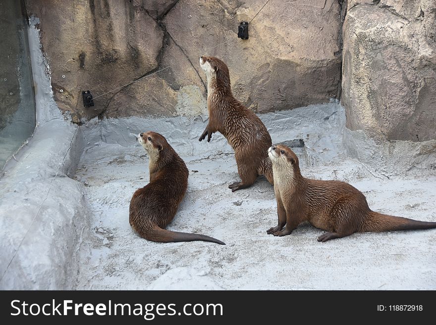 Fauna, Mammal, Otter, Mustelidae