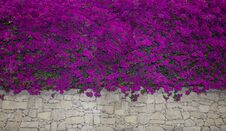 Bougainvillea Flowers Close Up.Blooming Bougainvillea.Bougainvillea Flowers As A Background.Floral Background. Violet Bougainville Stock Images