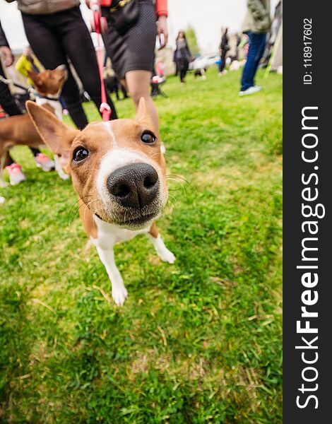 Face and nose of a close-up dog Basenji. Face and nose of a close-up dog Basenji