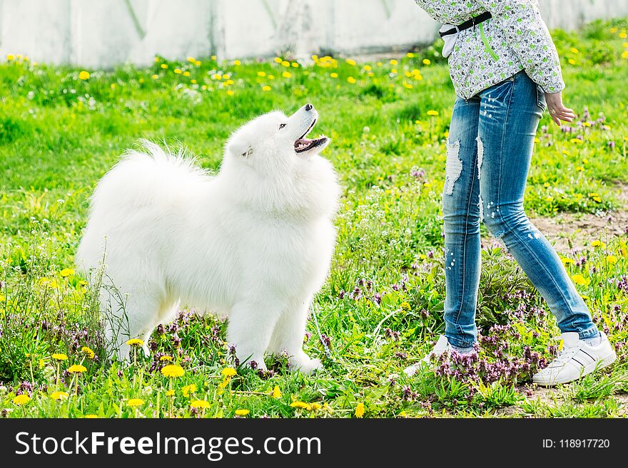 A beautiful samoyed dog looks at his mistress in a field with green grass. A beautiful samoyed dog looks at his mistress in a field with green grass